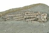 Fossil Crinoid Plate (Two Species) - Crawfordsville, Indiana #291828-3